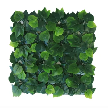 hedera